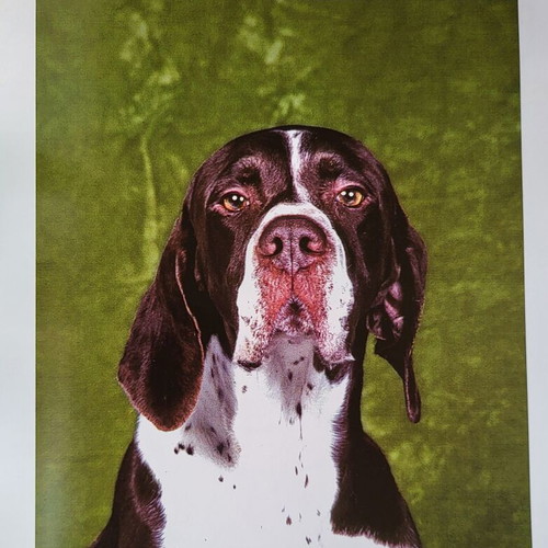 Royal Canin dog encyclopedia used, English