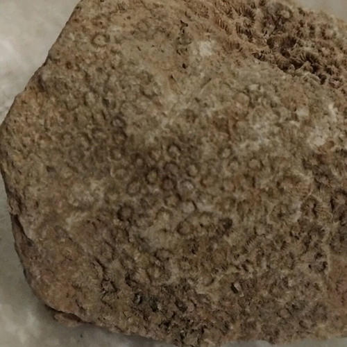 Coral fossil from Crete like new