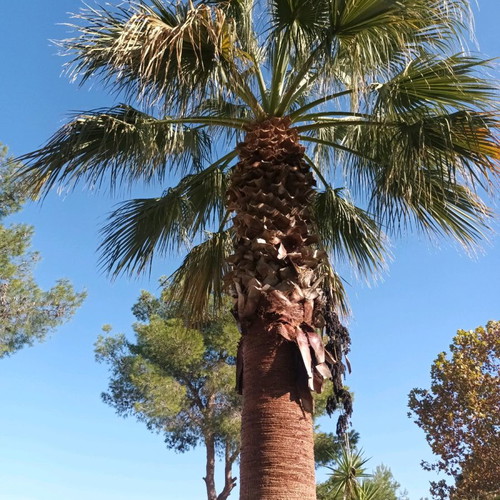 Palm tree used, 8 meters tall, 25 years old