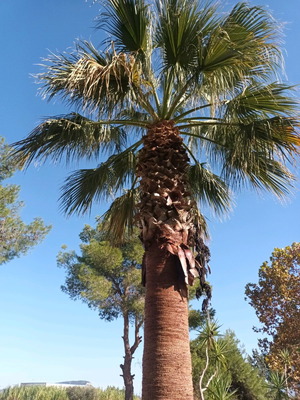 Φοίνικας μεταχειρισμένος 8 μέτρα, 25 ετών