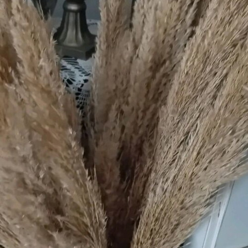 Bamboo branches bundle 1 meter like new