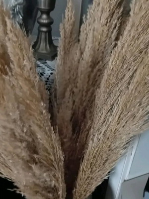 Bamboo branches bundle 1 meter like new