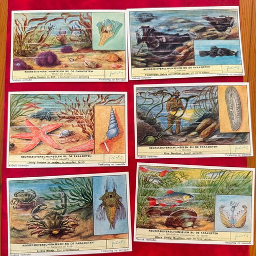 Liebig Complete Set of 6 Chromolithograph Cards on Parasite Degeneration Phenomena 1954