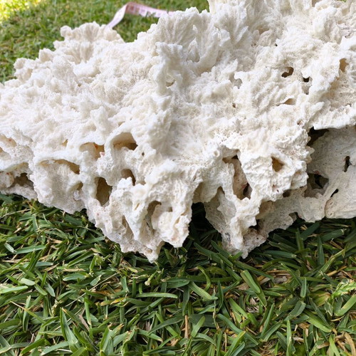 Old Marine Decorative Coral like new, 45 cm length