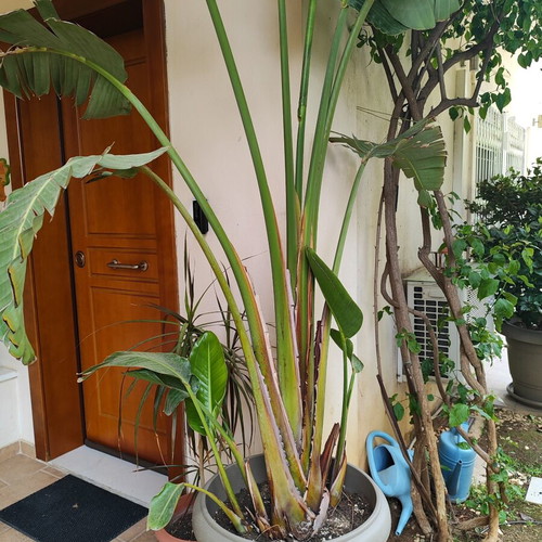 Strelitzia Nicolai plant like new, over 2 meters with pot and metal stand