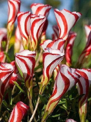 Oxalis Versicolor Candy Cane ornamental plant seeds, pack of 25