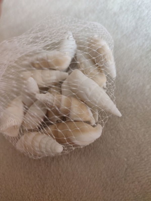 Seashells new, two bags