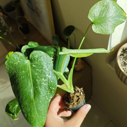 Monstera Mint plant