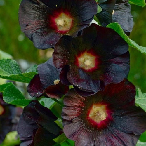 Rosea Nigra Hollyhock black flower seeds, pack of 20