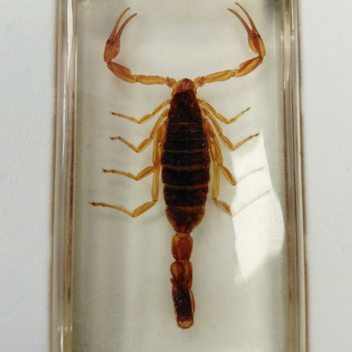 Deagostini insect collection used with plastic case