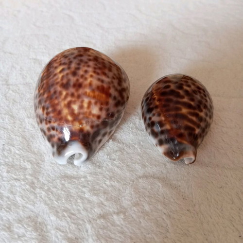 Cypraea Tigris shells used, set of 2 pieces