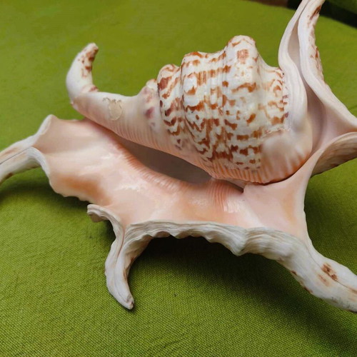 Natural spider conch shell used, 21cm