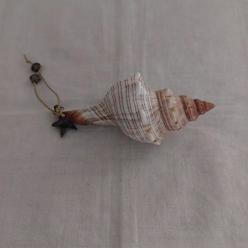 Porphyra shell seashell new, length about 10 cm