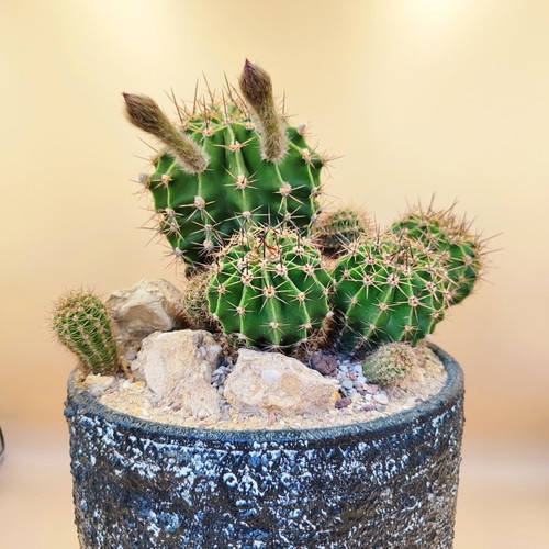 Echinopsis arrangement in ceramic pot new