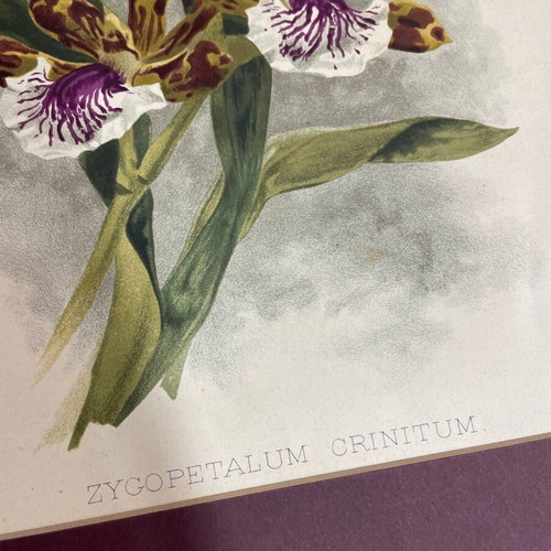 Lithograph used Zygopetalum Crinitum flowers with mat