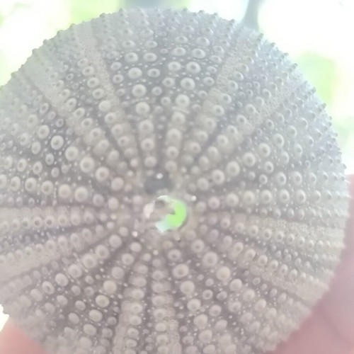 Sea Urchin Shell like new for decoration and impression
