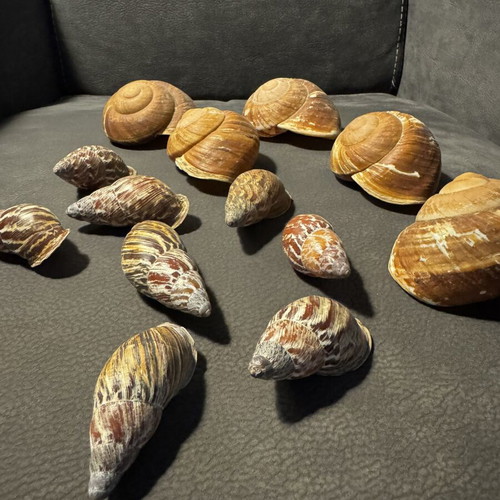 Decorative seashells, pack as shown