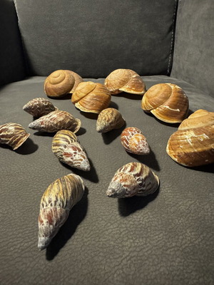 Decorative seashells, pack as shown