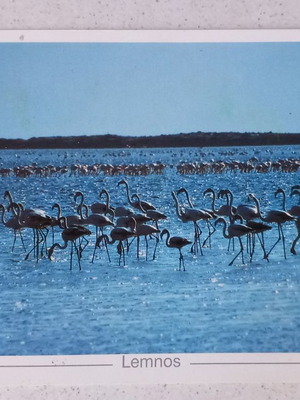 Lemnos flamingos postcard new