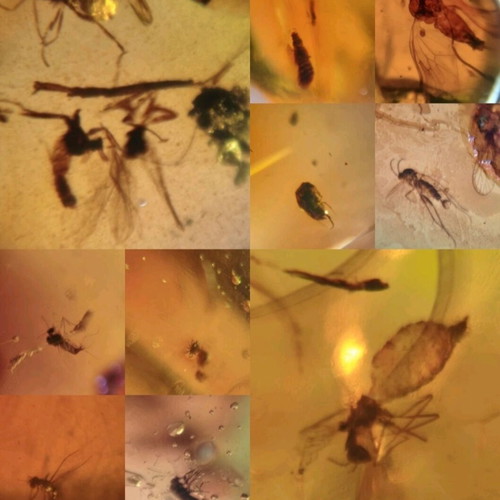 Amber pieces new, pack of 10 with fossilized insects and leaves