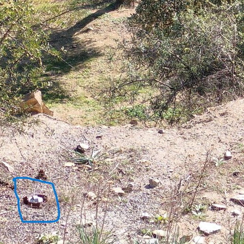 Οικόπεδο 4.047 τ.μ. γωνιακό με ελαιόδεντρα και γεώτρηση στις Νέες Παγάσες
