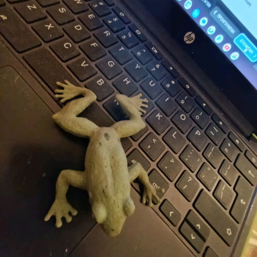 Flexible Plastic Frog Toy used, green color