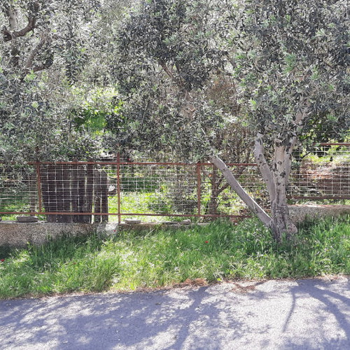 Land 500 m² buildable in Daou Penteli