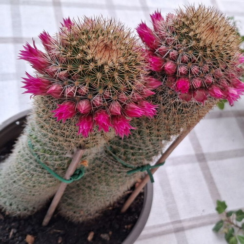 Cactus No.15 used, height 22 cm