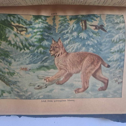 Epitomon Orthografikon kai Egkyklopaideikon Lexikon Iliou used, volume 2 K-O