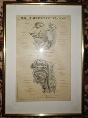 Authentic engraving with frame anatomy of the respiratory system new