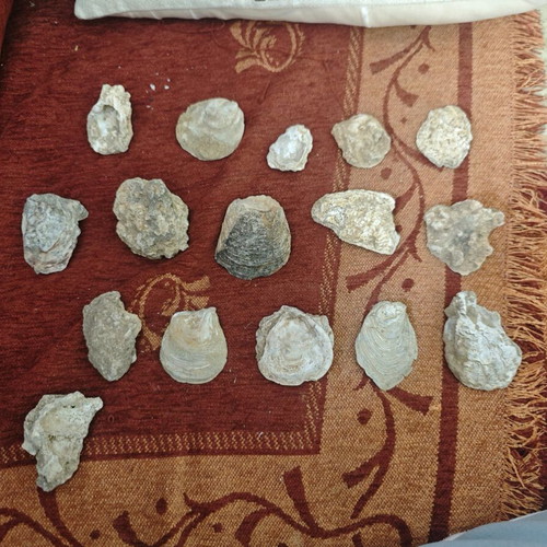 Mountain shells used, pack