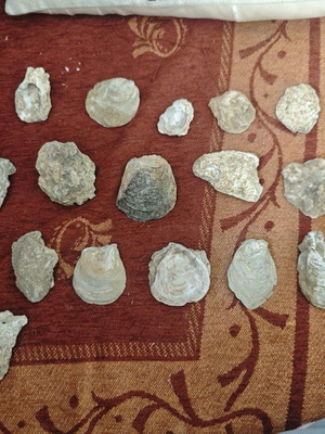 Mountain shells used, pack