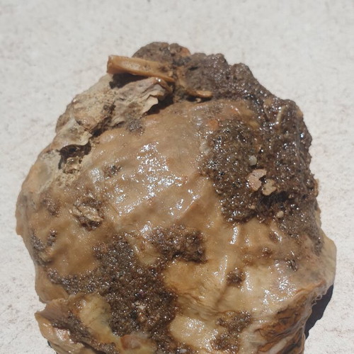 Rare Fossilized Oyster Ostrea from East Attica, New