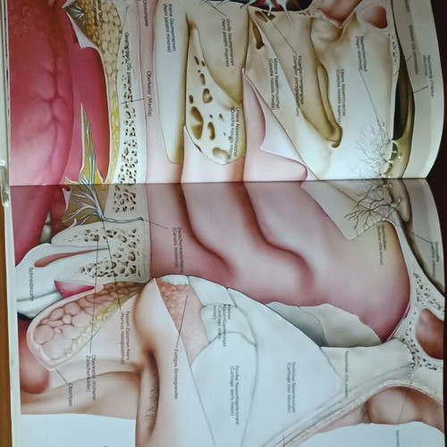 Der Körper des Menschen book like new, German anatomy guide
