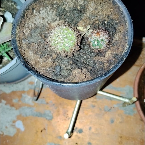 Echinopsis small spherical cactus set of two with dense spines in decorative pot