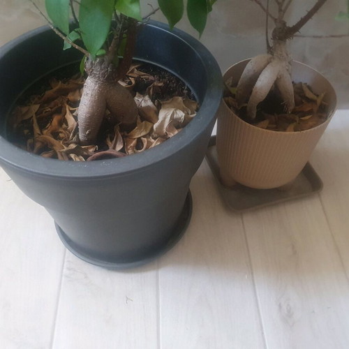 Bonsai indoor plant new