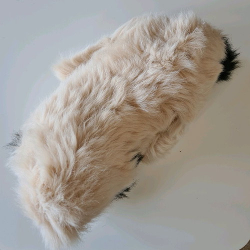 Stuffed dog used in good condition with missing nose