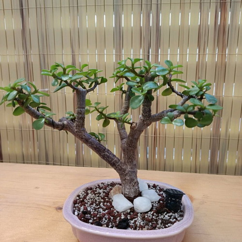 Portulacaria Afra Bonsai 20cm new