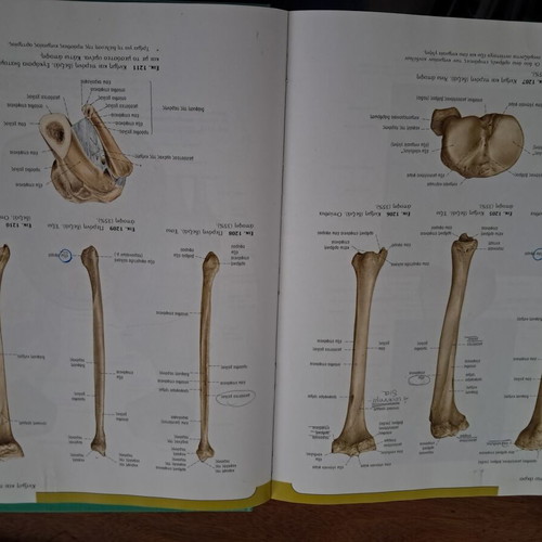 Sobotta Atlas of Human Anatomy Volumes A & B like new, Greek