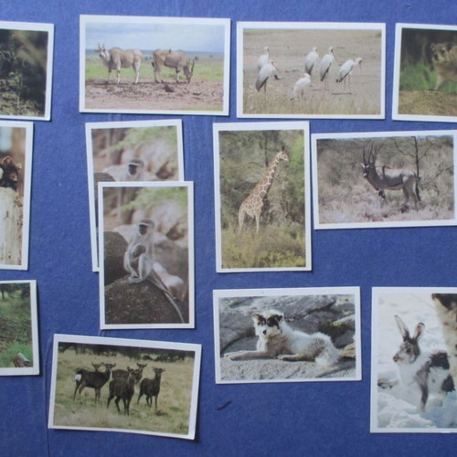 Dandy stickers used, pack of 14, animals