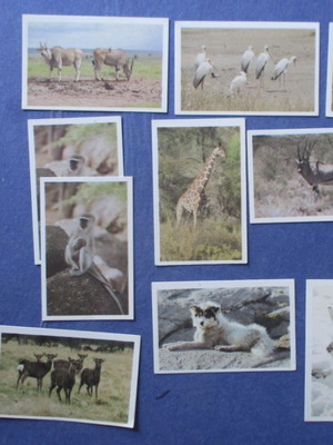 Dandy stickers used, pack of 14, animals