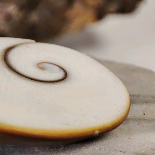 Pack of 6 unique stones for collection and decoration