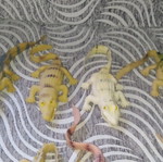 Rubber reptiles-lizards new