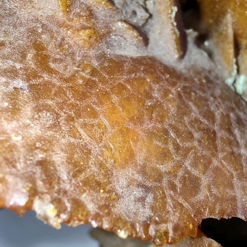 Sea amber like new