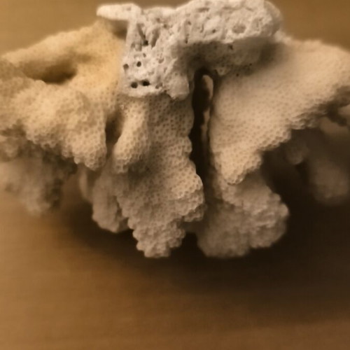 Cauliflower Coral used, natural beige for decoration or aquariums