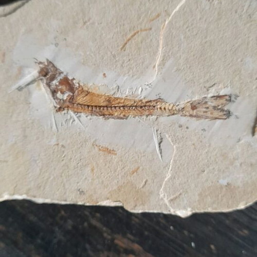 Fish fossils used, set of 2 pieces