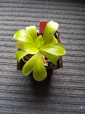 Σαρκοφάγο φυτό Pinguicula 'Tina' 1
