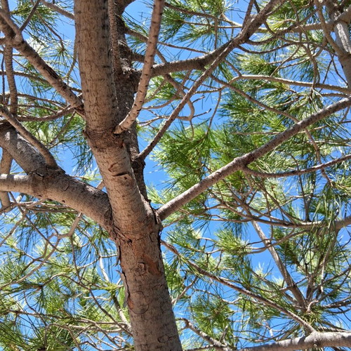 Koukounaria pine tree 2.5 meters in barrel, new