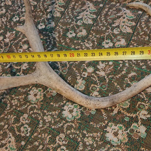 Northern deer antler like new, size as shown