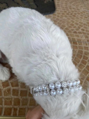 Нашийник за домашни любимци нов, модел за кучета и котки